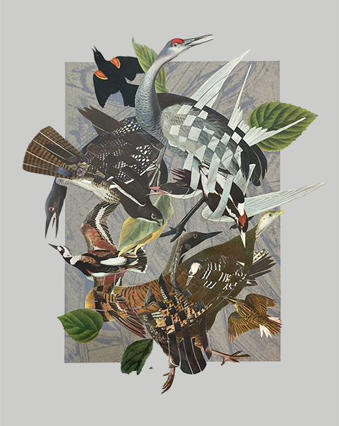 Birdcrash