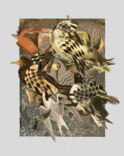 Birdcrash