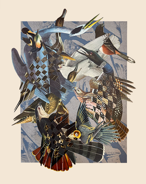 Birdcrash