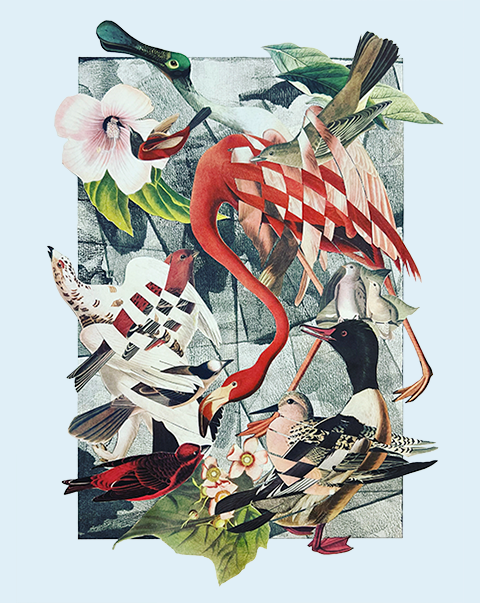 Birdcrash