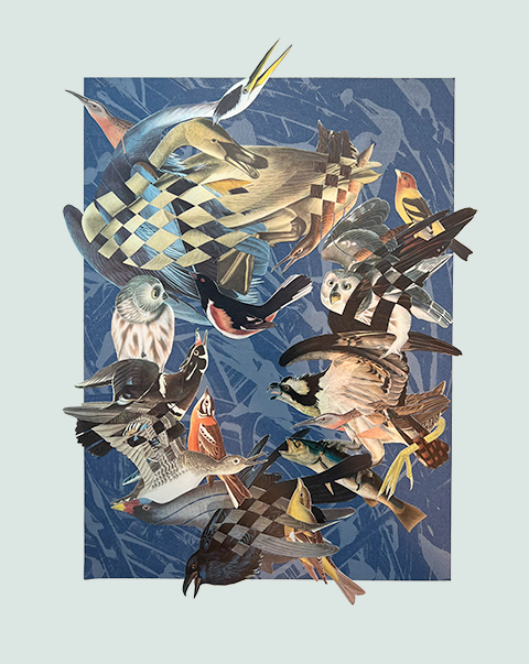 Birdcrash