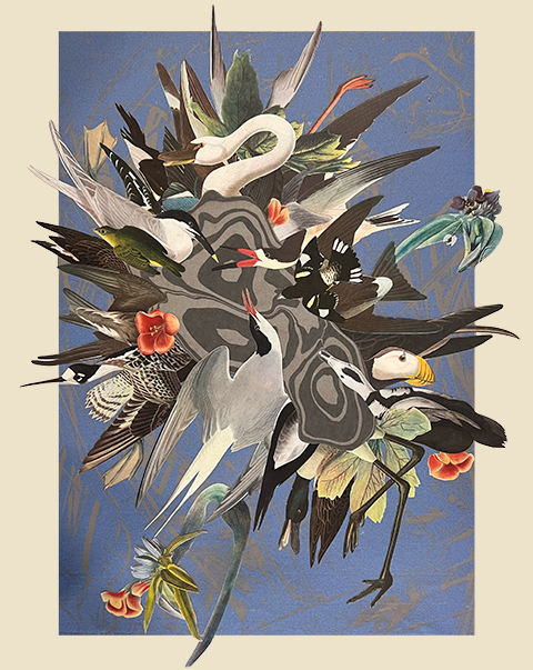 Birdcrash