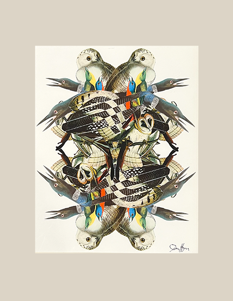 Bird Kaleidoscope