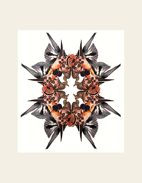 Bird Kaleidoscope