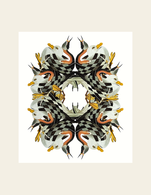 Bird Kaleidoscope